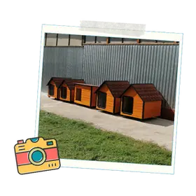 Livrare Custi Caini Septembrie