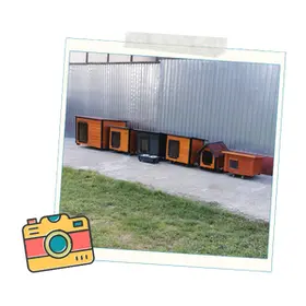 Custi Caini Septembrie Continuare